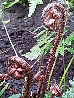 Dryopteris